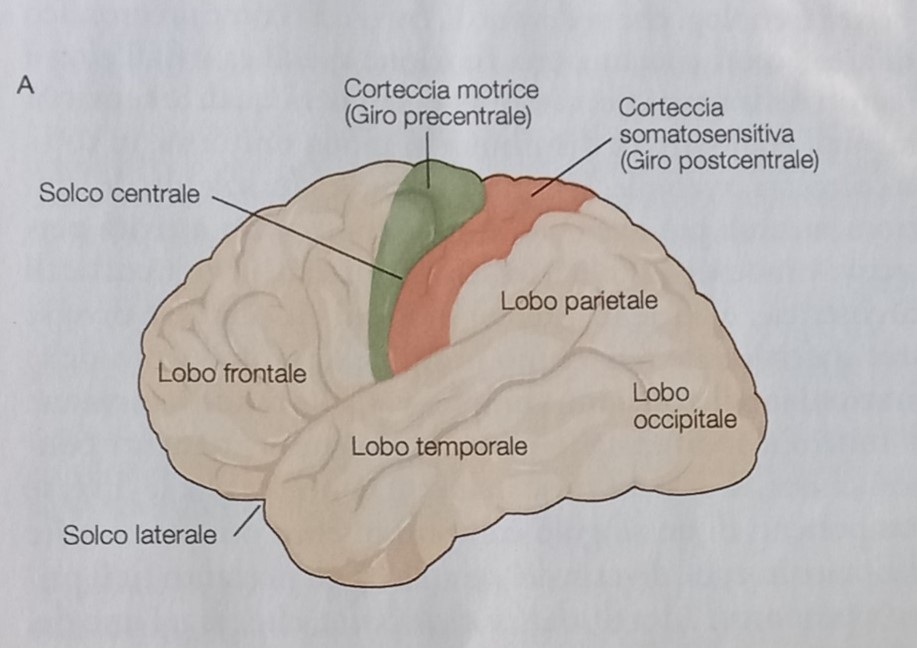 Visione grafica dei lobi del cervello