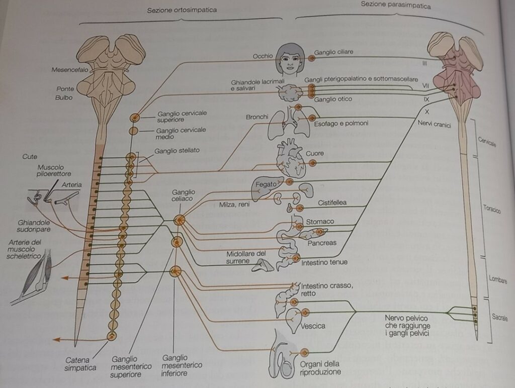 Sezione ortosimpatica e parasimpatica del sistema nervoso motorio autonomo.