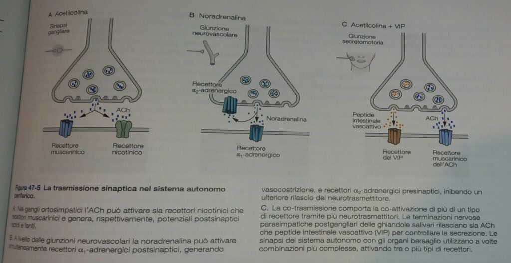 La trasmissione sinaptica nel sistema nervoso autonomo periferico.