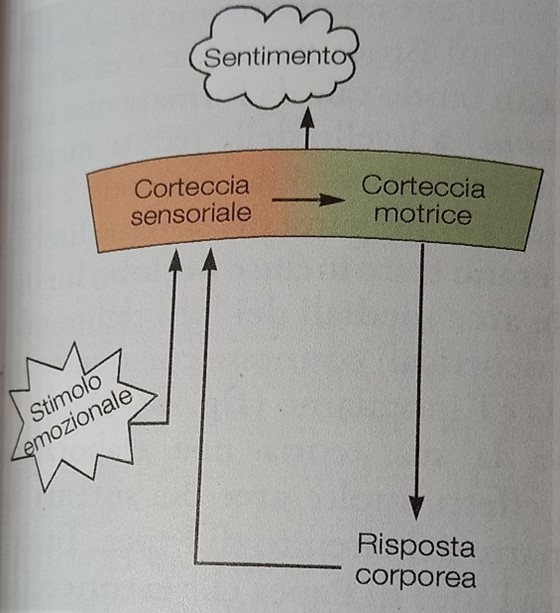 Emozioni e sentimenti. Teoria del feedback periferico. Pag.1085 Principi di neuroscienze, quarta edizione italiana; E.R.Kandel, J.H.Schwartz, T.M. Jessel, S.A.Siegelbaum, A.J.Hudspeth. Casa Editrice Ambrosiana