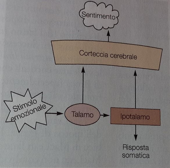 Emozioni e sentimenti. Teoria centrale. Pag.1085 Principi di neuroscienze, quarta edizione italiana; E.R.Kandel, J.H.Schwartz, T.M. Jessel, S.A.Siegelbaum, A.J.Hudspeth. Casa Editrice Ambrosiana