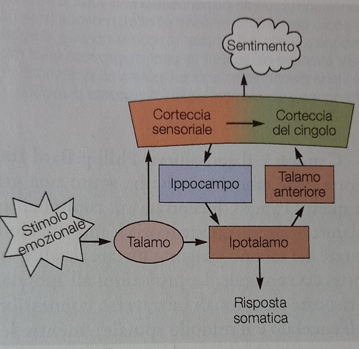 Emozioni e sentimenti. Circuito di Papez. Pag.1085 Principi di neuroscienze, quarta edizione italiana; E.R.Kandel, J.H.Schwartz, T.M. Jessel, S.A.Siegelbaum, A.J.Hudspeth. Casa Editrice Ambrosiana