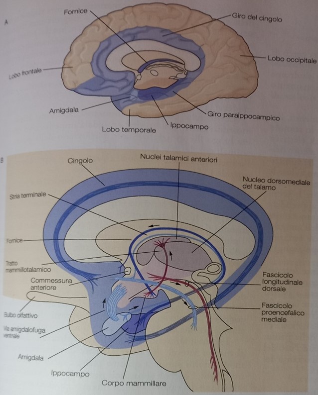 Emozioni e sentimenti. Sistema limbico. Pag.1087 Principi di neuroscienze, quarta edizione italiana; E.R.Kandel, J.H.Schwartz, T.M. Jessel, S.A.Siegelbaum, A.J.Hudspeth. Casa Editrice Ambrosiana