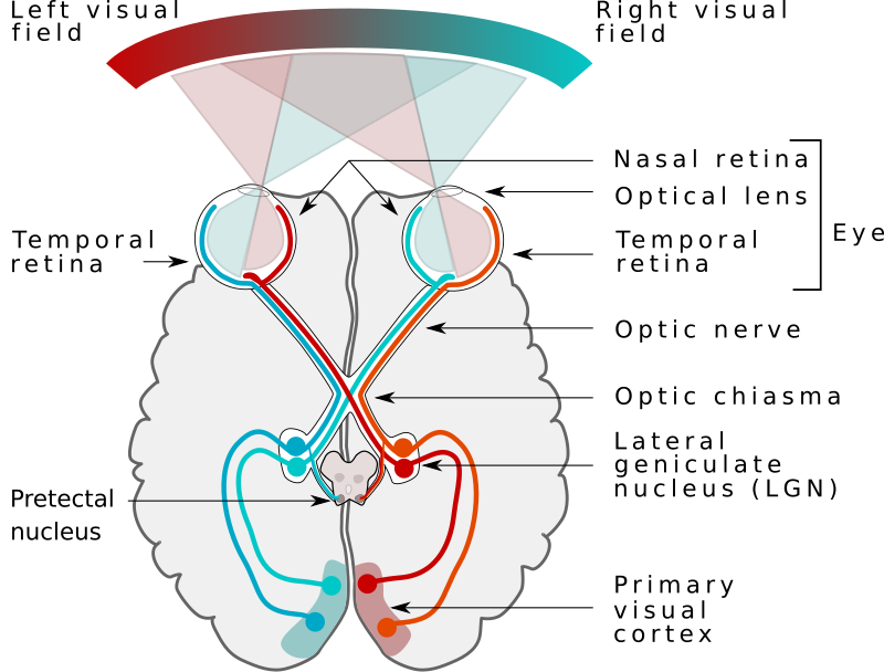 VISUALIZZAZIONE FUNZIONALE DEI PROCESSI COGNITIVI