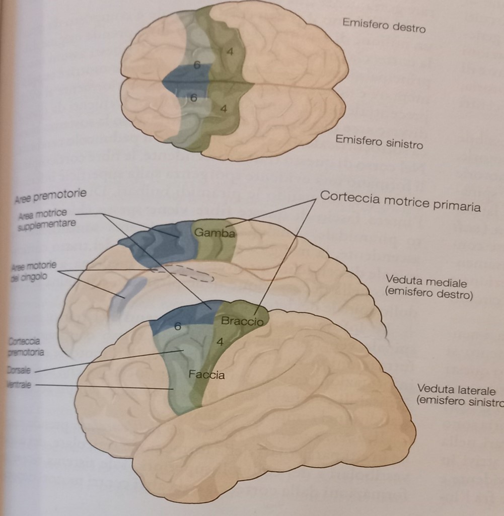 Aree motorie corticali. Pag. 413 Principi di neuroscienze, quarta edizione italiana; E.R.Kandel, J.H.Schwartz, T.M. Jessel, S.A.Siegelbaum, A.J.Hudspeth. Casa Editrice Ambrosiana.