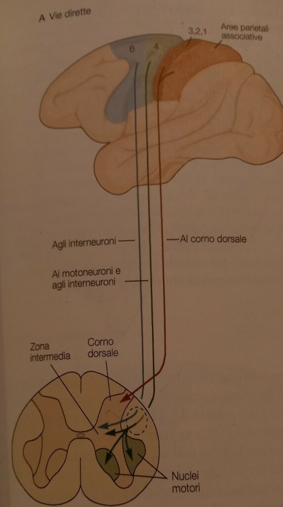 le vie motorie dirette. Pag. 413 Principi di neuroscienze, quarta edizione italiana; E.R.Kandel, J.H.Schwartz, T.M. Jessel, S.A.Siegelbaum, A.J.Hudspeth. Casa Editrice Ambrosiana.