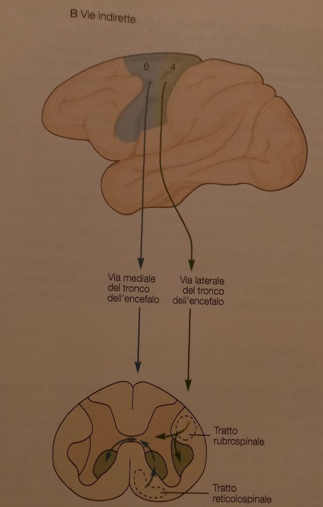 le vie motorie indirette che si distribuiscono nel midollo spinale. Pag. 413 Principi di neuroscienze, quarta edizione italiana; E.R.Kandel, J.H.Schwartz, T.M. Jessel, S.A.Siegelbaum, A.J.Hudspeth. Casa Editrice Ambrosiana.