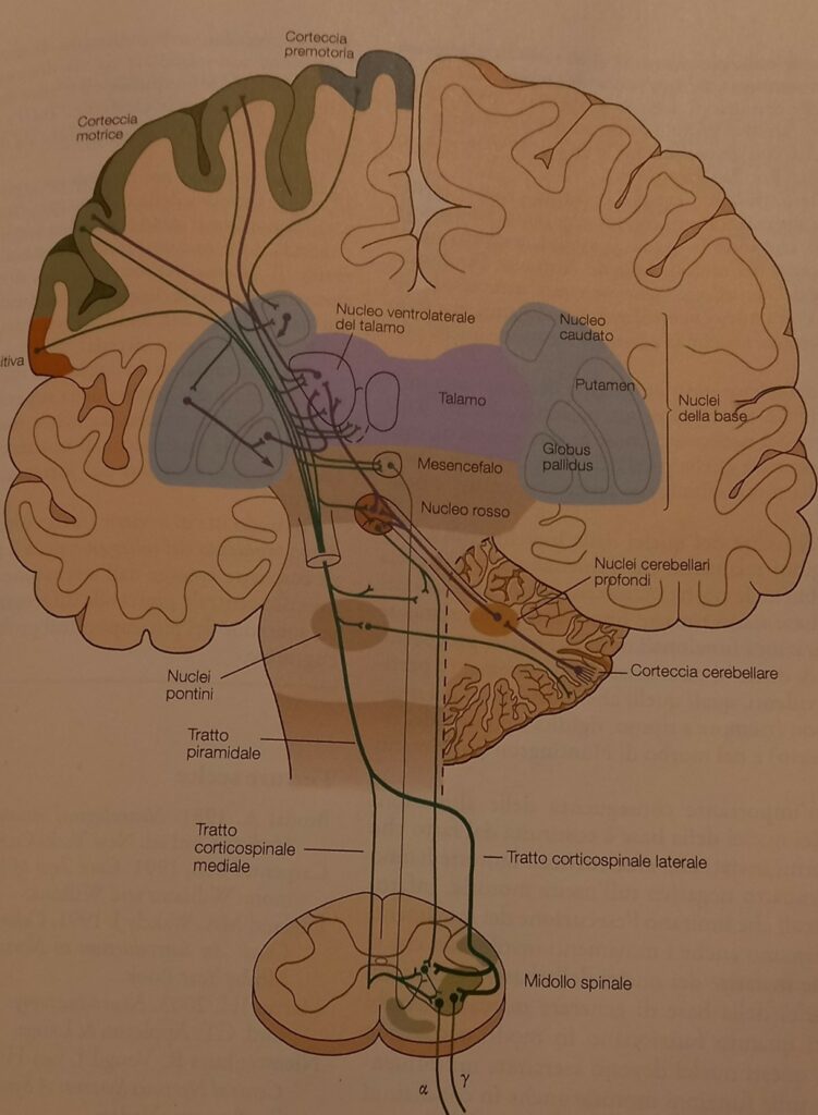 Sistema motorio volontario. Pag.367 Principi di neuroscienze, quarta edizione italiana; E.R.Kandel, J.H.Schwartz, T.M. Jessel, S.A.Siegelbaum, A.J.Hudspeth. Casa Editrice Ambrosiana.