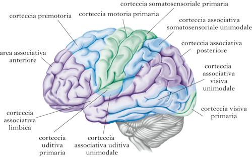 Le funzioni cognitive dei sistemi premotori